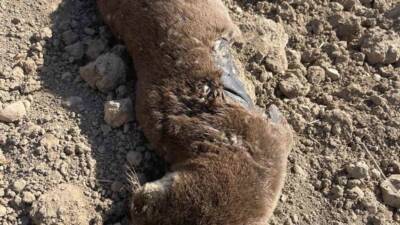 Gercüş ilçesine bağlı Hisar köyünde, koruma altındaki su samuru, nesli