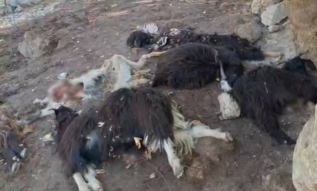 Batman’da kurt saldırısında 10 keçi telef oldu, 10’nu da yaralandı Batman’ın Sason ilçesinde kurdun saldırısı sonucu 10 keçi telef olurken