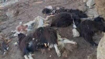 Batman’ın Sason ilçesinde kurdun saldırısı sonucu 10 keçi telef olurken