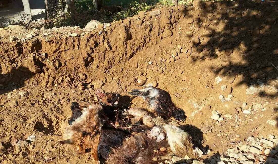 Kınalı köyünde ağıla giren kurtlar 10 küçükbaş hayvanı telef etti