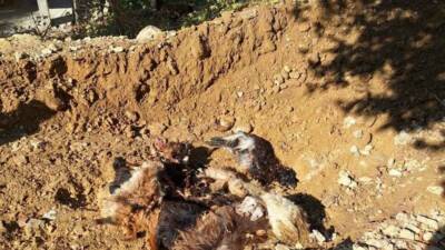 Kınalı köyünde ağıla giren kurtlar 10 küçükbaş hayvanı telef etti