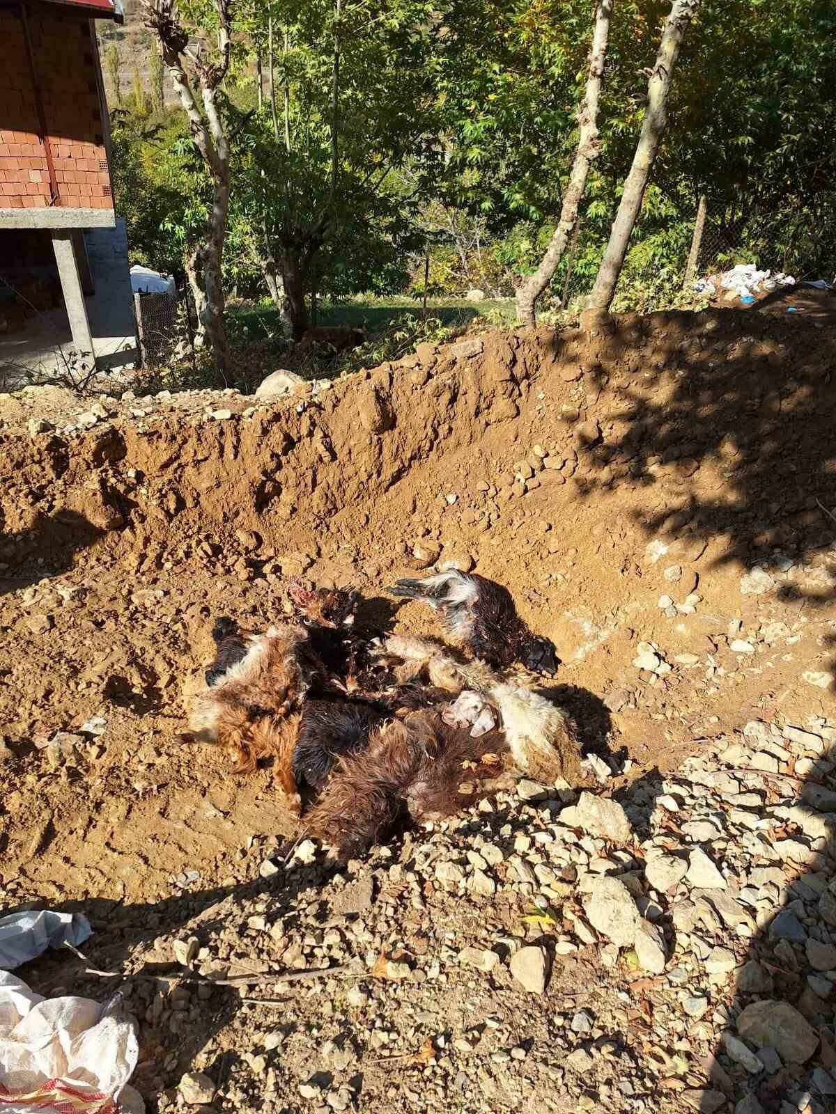 Kınalı köyünde ağıla giren kurtlar 10 küçükbaş hayvanı telef etti