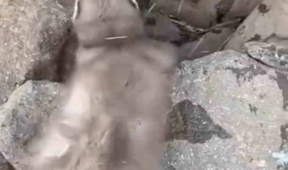 Diyarbakır’da bitkin halde bulunan gelincik, vatandaşlar tarafından görüntülendi Diyarbakır'ın Çınar ilçesinde, kırsal bir alanda vatandaşlar tarafından bitkin halde