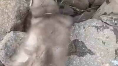 Diyarbakır'ın Çınar ilçesinde, kırsal bir alanda vatandaşlar tarafından bitkin halde