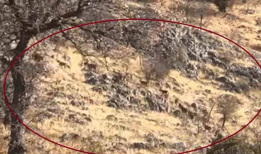 Diyarbakır’da dağ keçileri sürü halinde görüntülendi Diyarbakır’ın Çermik ilçesindeki Mirğan Dağı’nda sürü halinde gezen dağ keçileri