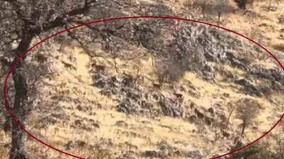 Diyarbakır’ın Çermik ilçesindeki Mirğan Dağı’nda sürü halinde gezen dağ keçileri