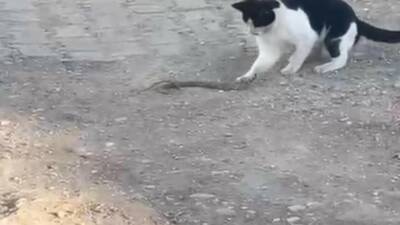 Siirt’in Kurtalan ilçesinde, bir kedi yılanla oyun oynadıktan sonra yılanı