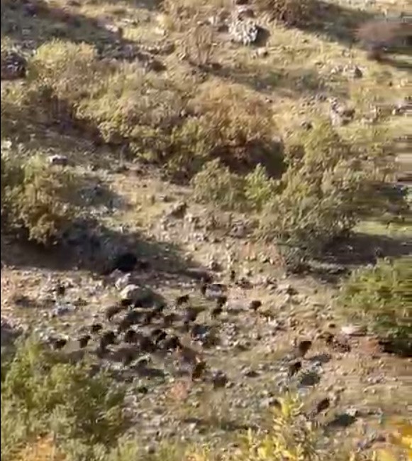 Batman’ın Gercüş ilçesi Gökçepınar ve Hisar köylerinde domuz sürüleri görüldü.