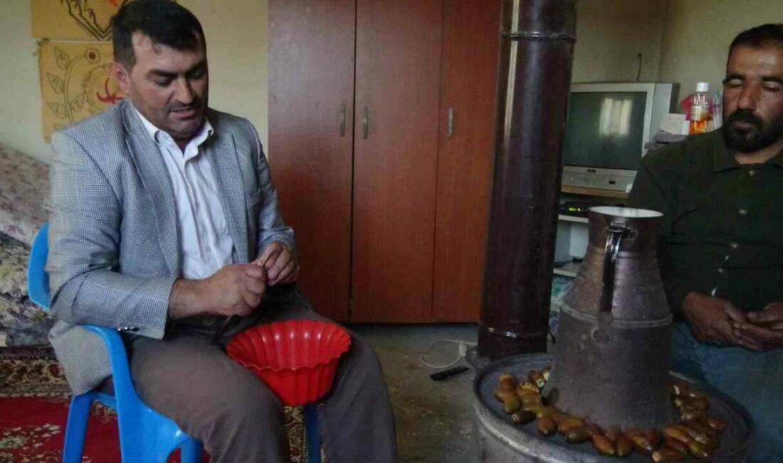 Gercüş’ün ’Doğu kestanesi’: Organik meşe palamudu kış sofralarının vazgeçilmezi oluyor Batman’ın Gercüş ilçesinde kış mevsiminin vazgeçilmez yemişlerinden biri olan organik