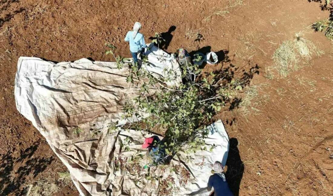 İdil’de fıstık hasadı başladı Şırnak'ın İdil ilçesine bağlı Kurtuluş köyünde Muhtar Mehmet Nuri Genç'in