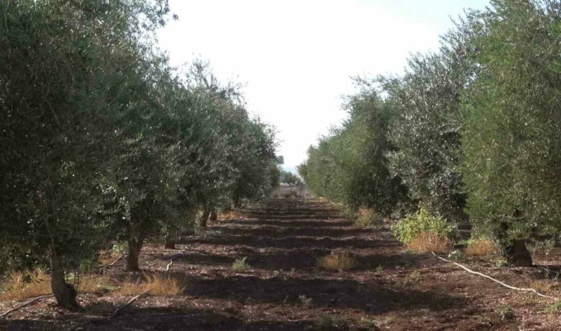 Şırnak'ın İdil ilçesinde zeytin üretimi don nedeniyle olumsuz etkilendi. 150