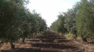 Şırnak'ın İdil ilçesinde zeytin üretimi don nedeniyle olumsuz etkilendi. 150