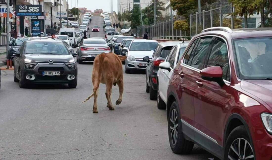 İnekler şehre indi, trafikte ilginç görüntüler oluştu Batman kent merkezinde beklenmedik bir olay meydana geldi. İnek sürüsü,