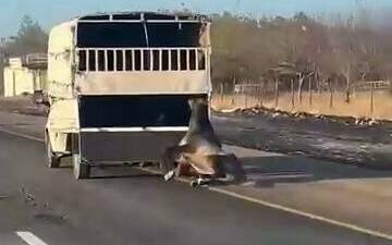Batman-Siirt çevre yolunda bir kamyonetin arkasına bağlanan at, kilometrelerce sürüklendikten