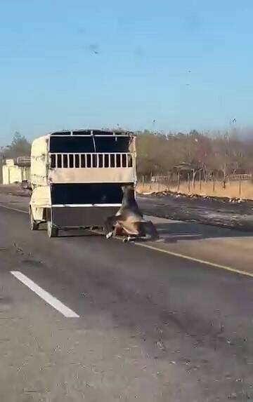 Batman-Siirt çevre yolunda bir kamyonetin arkasına bağlanan at, kilometrelerce sürüklendikten