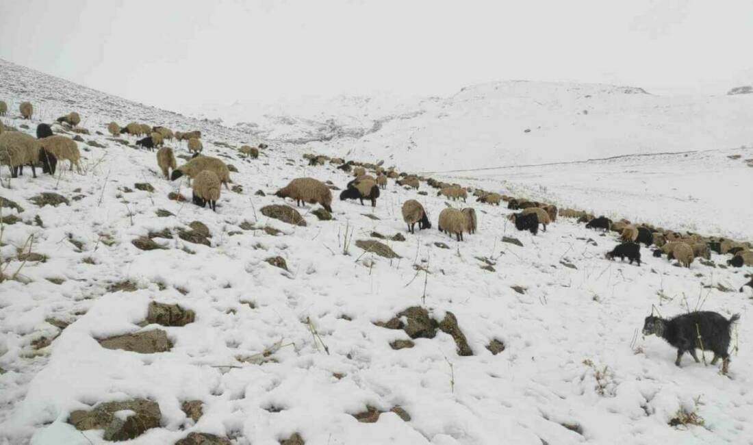 Kar yağdı, koyun sürüsü yaylada kaldı Şırnak'ın Beytüşşebap ilçesindeki Faraşin yaylasında erken başlayan kar yağışı, hayvan