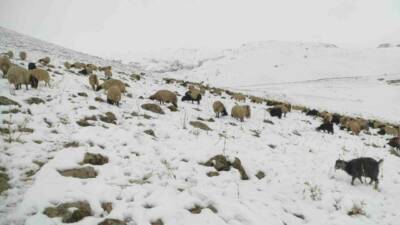 Şırnak'ın Beytüşşebap ilçesindeki Faraşin yaylasında erken başlayan kar yağışı, hayvan
