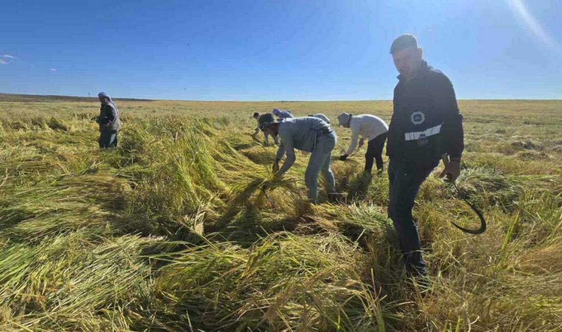 Basmati pirincindeki kalıntılar nedeniyle tüketiciler Karacadağ pirincine yöneldi. Diyarbakır'ın Karacadağ