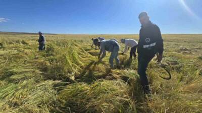 Basmati pirincindeki kalıntılar nedeniyle tüketiciler Karacadağ pirincine yöneldi. Diyarbakır'ın Karacadağ