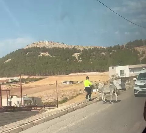 Kazaya davetiye çıkaran eşeğe polis müdahale etti Adıyaman’da, karayolunda ilerleyerek trafiği tehlikeye koyan eşeğe polis ekipleri müdahale