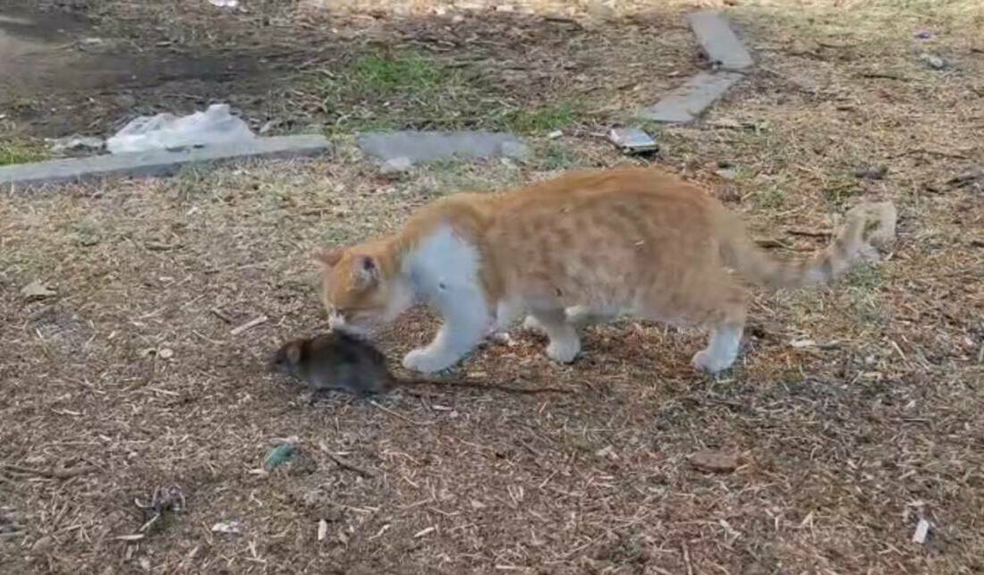 Kedi ile farenin dostluğu şaşırttı Şanlıurfa'da cep telefonuyla kaydedilen görüntüde, bir kedi ile fare arasında