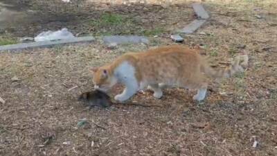 Şanlıurfa'da cep telefonuyla kaydedilen görüntüde, bir kedi ile fare arasında