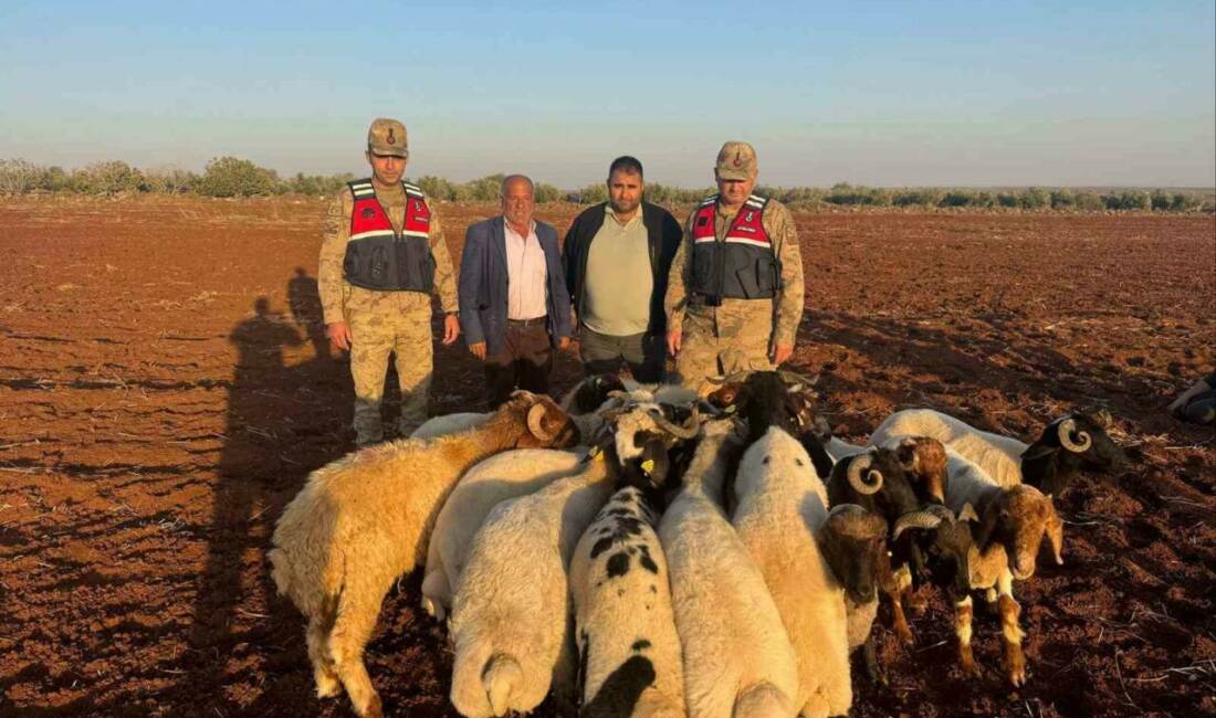 Kilis'te kaybolan 19 küçükbaş hayvan, jandarma ekipleri tarafından hızlı bir