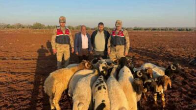 Kilis'te kaybolan 19 küçükbaş hayvan, jandarma ekipleri tarafından hızlı bir