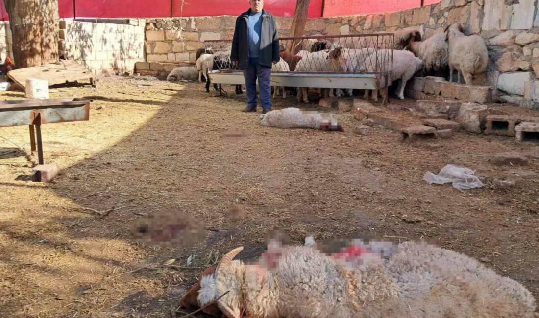 Kilis'te bir köyde sabah saatlerinde meydana gelen kurt saldırısında 3