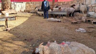 Kilis'te bir köyde sabah saatlerinde meydana gelen kurt saldırısında 3