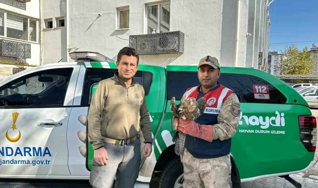 Kilis’te yaralı kızıl şahin koruma altına alındı Kilis'te Beşenli Köyü'nde jandarma ekipleri tarafından yaralı bir kızıl şahin