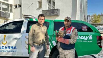 Kilis'te Beşenli Köyü'nde jandarma ekipleri tarafından yaralı bir kızıl şahin