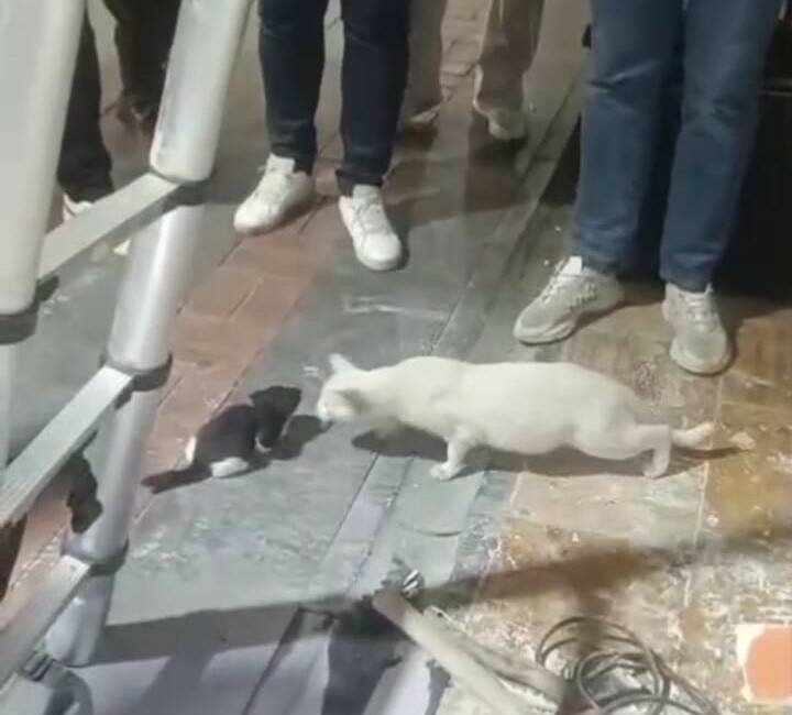 Kolon boşluğuna düşen 2 yavru kedi, itfaiye ekipleri tarafından kurtarıldı Batman'da bir iş yerinde meydana gelen olayda, yapay kolon boşluğuna