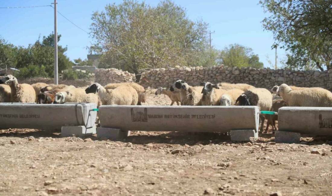 Mardin Büyükşehir Belediyesi 5 ilçede 330 adet sıvat dağıttı Mardin Büyükşehir Belediyesi Tarımsal Hizmetler Daire Başkanlığı tarafından, hayvancılıkla uğraşan