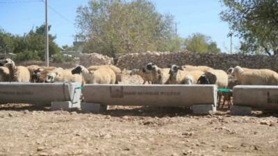 Mardin Büyükşehir Belediyesi Tarımsal Hizmetler Daire Başkanlığı tarafından, hayvancılıkla uğraşan