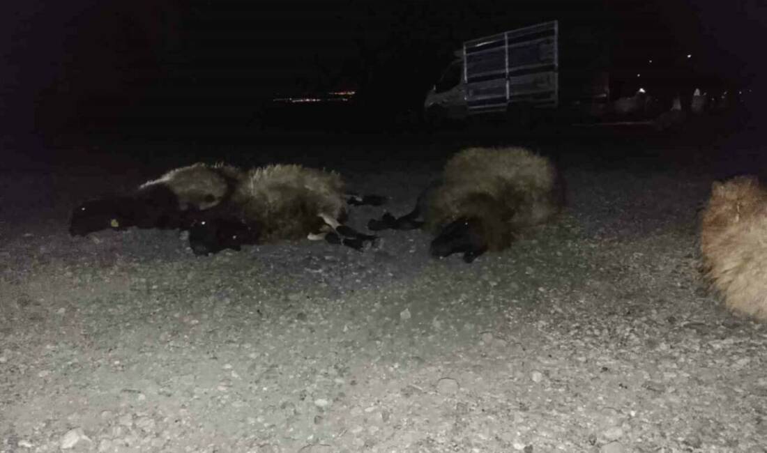 Şırnak'ta meydana gelen trafik kazasında bir otomobilin sürüye çarpması sonucu