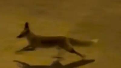 Şanlıurfa'nın Karaköprü ilçesinde şehir merkezine inen bir tilki, apartmanların arasında