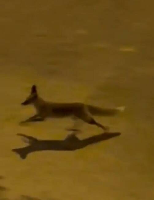 Şanlıurfa'nın Karaköprü ilçesinde şehir merkezine inen bir tilki, apartmanların arasında