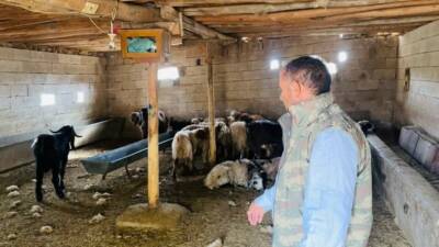 Şanlıurfa'nın Ceylanpınar ilçesinde sahipsiz köpekler, bir besicinin ahırına girerek 5