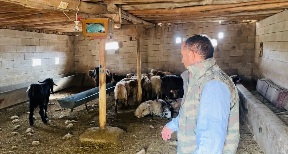 Başıboş köpek dehşeti: 5 koyun telef oldu Şanlıurfa'nın Ceylanpınar ilçesinde sahipsiz köpekler, bir besicinin ahırına girerek 5