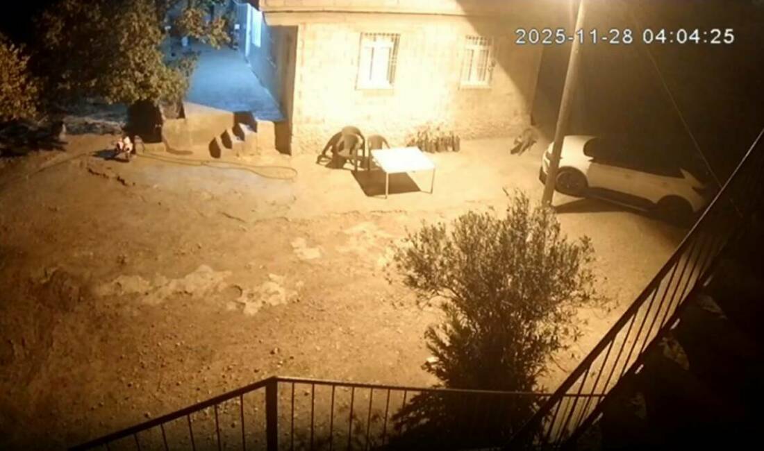 Şanlıurfa’da sırtlanlar tavuk kümesine girdi: Horoz ve tavukları çaldı Şanlıurfa'nın Bozova ilçesinde yer alan Karaağıl Mahallesi'nde sırtlanlar aç kaldıkları