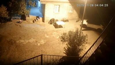 Şanlıurfa'nın Bozova ilçesinde yer alan Karaağıl Mahallesi'nde sırtlanlar aç kaldıkları