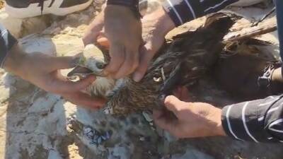 Şanlıurfa'da, yaralı halde bulunan bir kızıl şahin, duyarlı vatandaşlar tarafından