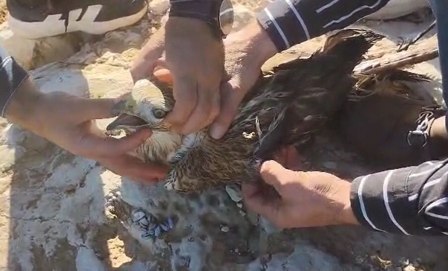 Şanlıurfa’da yaralı halde bulunan kızıl şahin jandarmaya teslim edildi Şanlıurfa'da, yaralı halde bulunan bir kızıl şahin, duyarlı vatandaşlar tarafından