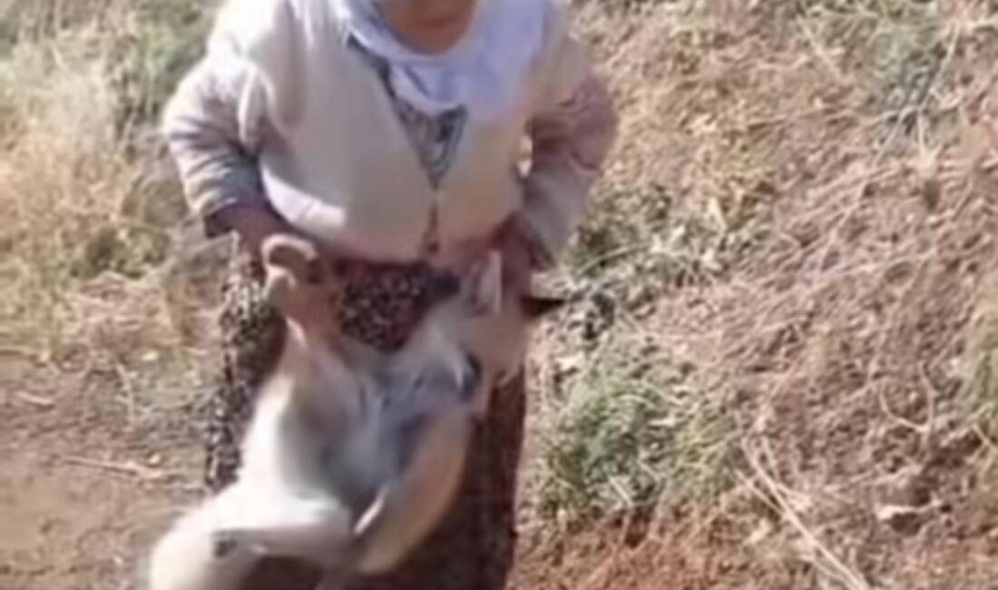 Sason ilçesinin Gürgenli köyünde yaşayan ve geçen yıl kümesine dadanan