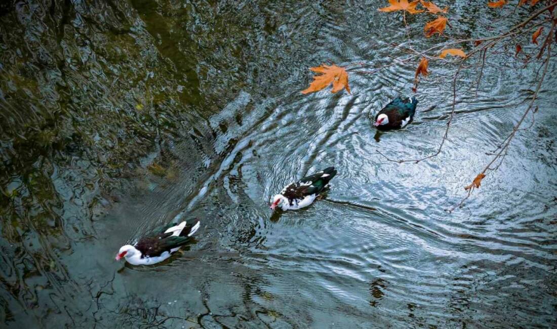 Mardin'in Savur ilçesi, sonbahar aylarında sararan yapraklarıyla ve serin havasıyla