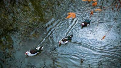 Mardin'in Savur ilçesi, sonbahar aylarında sararan yapraklarıyla ve serin havasıyla