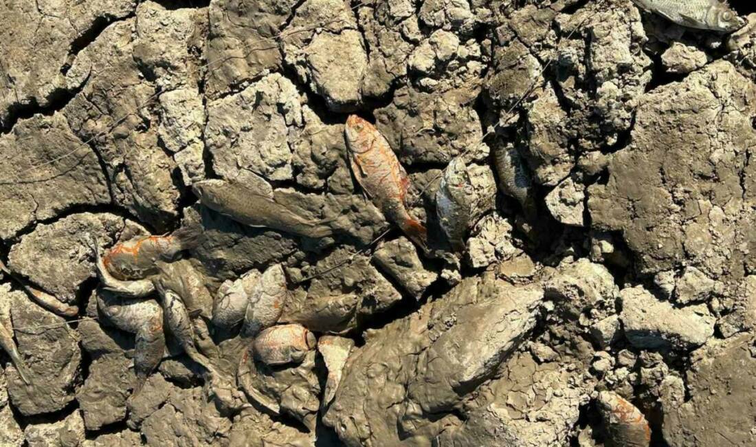 Siirt’te balık teleflerine karşı gölete 150 tonluk su takviyesi Kurtalan ilçesinin Çayırlı köyünde yaşanan balık telefleriyle başa çıkmak için