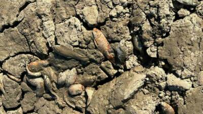 Kurtalan ilçesinin Çayırlı köyünde yaşanan balık telefleriyle başa çıkmak için