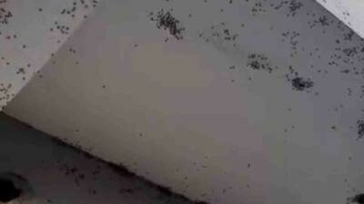 Siirt'in Kurtalan ilçesine bağlı 6 köyde sinek istilası devam ediyor.